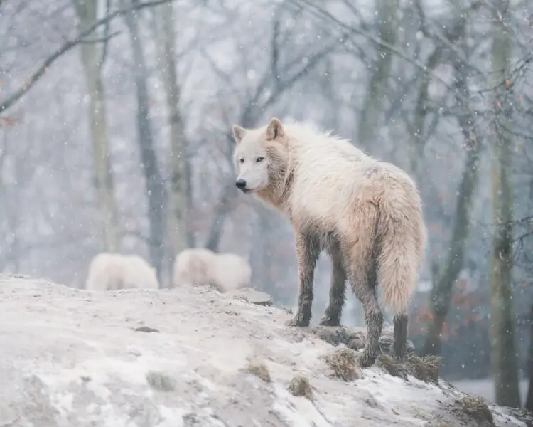 Arctic Wolf | Mammals Wiki | Fandom