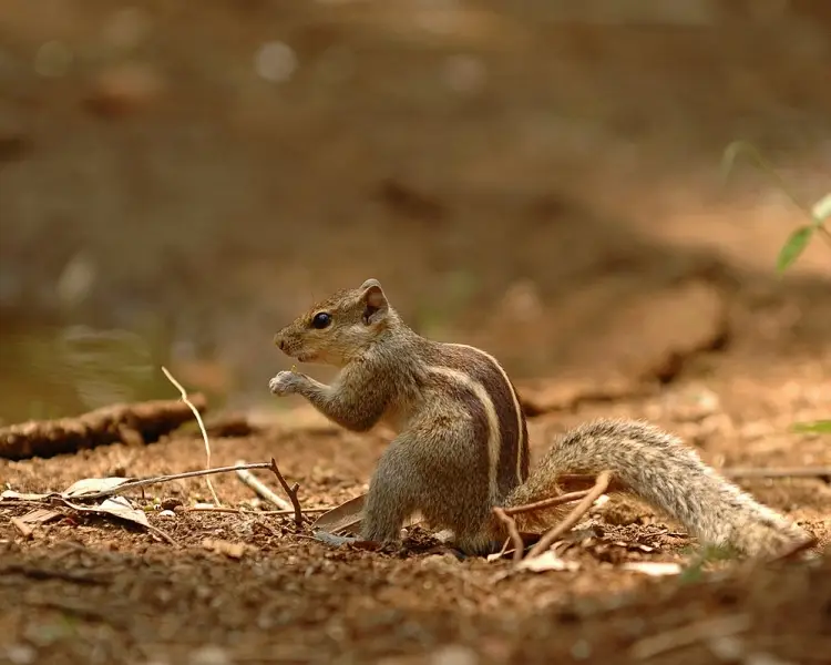 Indian Palm Squirrel Mammals Wiki Fandom