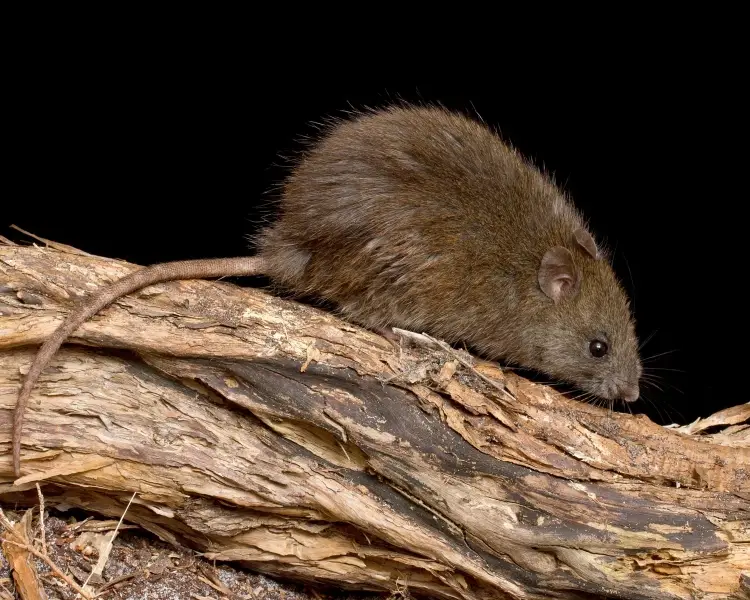 Bush Rat Mammals Wiki Fandom