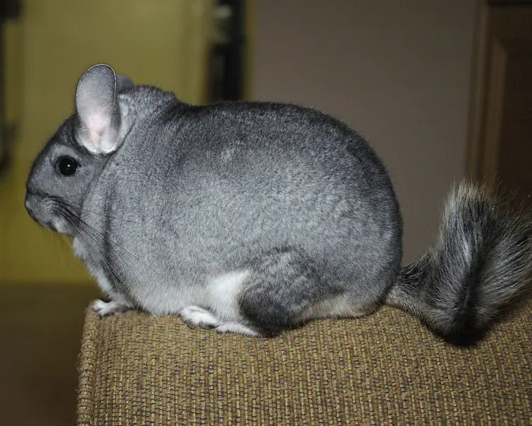 LongTailed Chinchilla Mammals Wiki Fandom