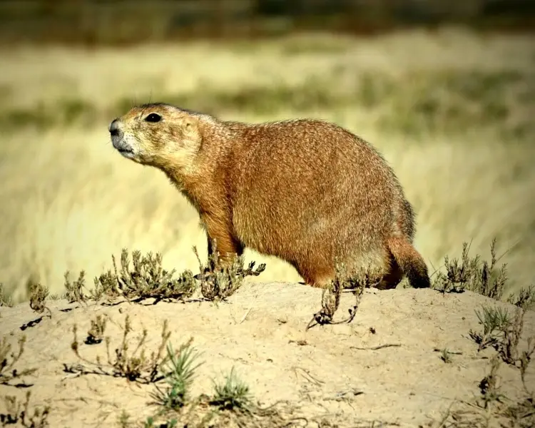 BlackTailed Prairie Dog Mammals Wiki Fandom