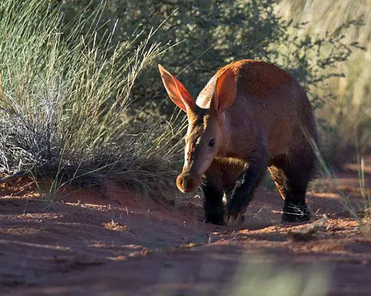 Aardvark | Mammals Wiki | Fandom