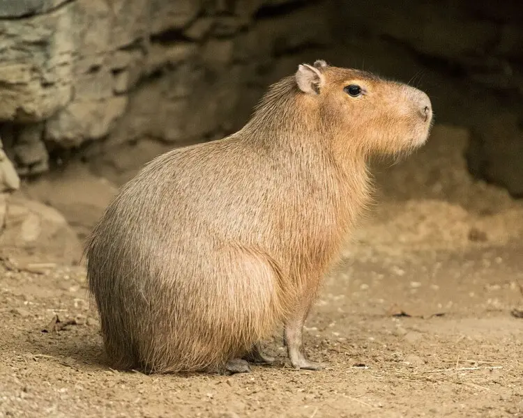 Capybara - Simple English Wikipedia, the free encyclopedia
