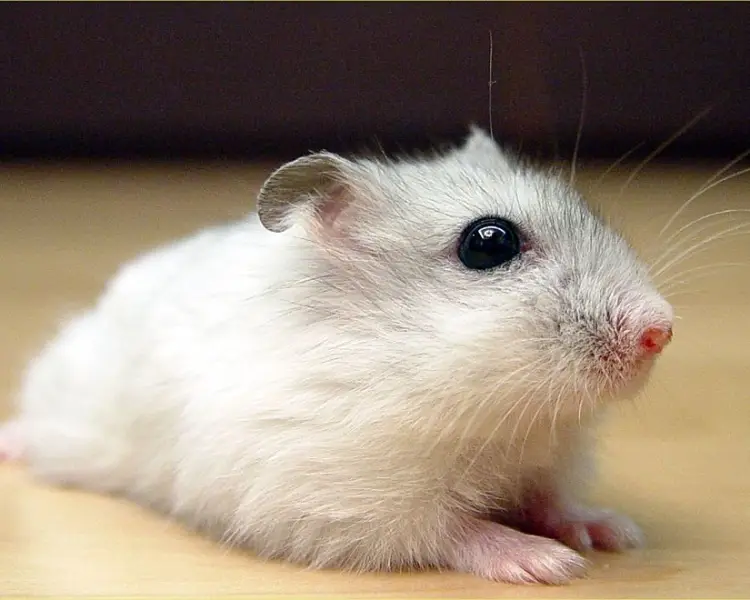 Syrian Hamster, Hamsters Wiki