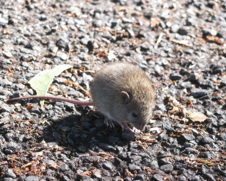 Polynesian Rat | Mammals Wiki | Fandom