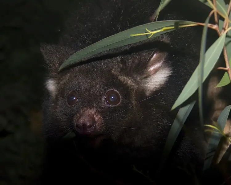 Greater Glider Mammals Wiki Fandom