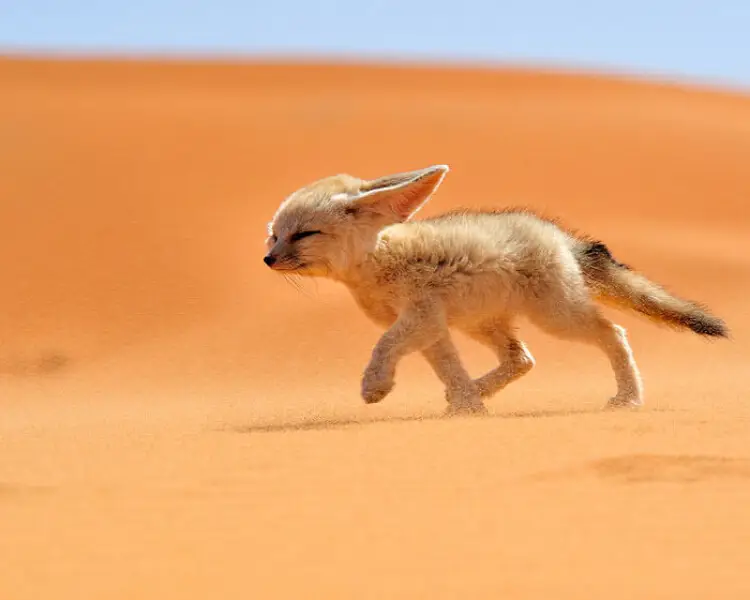 Fennec Fox Mammals Wiki Fandom