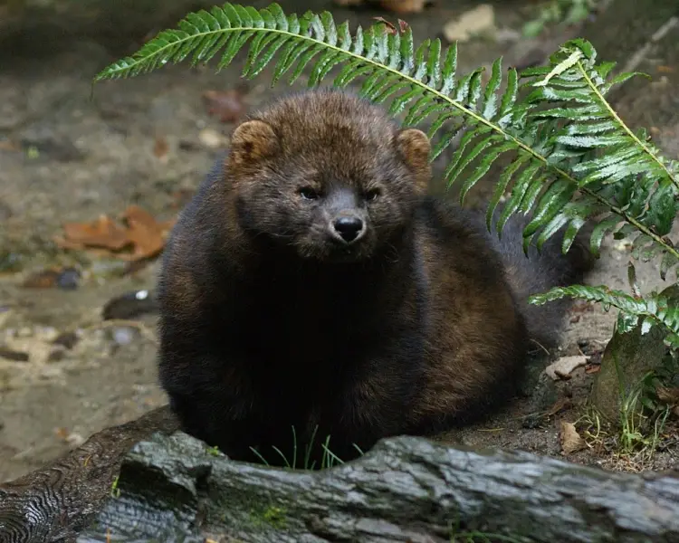 Fisher Mammals Wiki Fandom