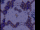 Arrow Rain