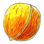FaerieWalnut.png