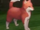 Ponta