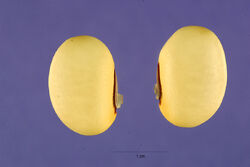 Caen4 001 lhp.jpg
