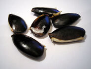 Sapodilla seeds, Java