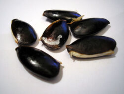 Chikoo seeds.jpg