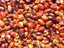 Palm nuts.jpg