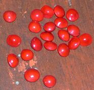 Seeds of the red bead tree from Tamil Nadu, India