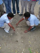 Hoyito la descubierta.jpg (63 KB) Hoyito, Um tabuleiro escavado no solo, República Dominicana