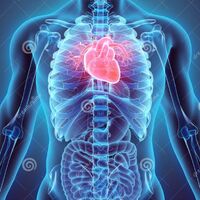 The Human Heart Mandela Effect | Mandela Effect Wiki | Fandom The Human Heart Mandela Effect | Mandela Effect Wiki | Fandom