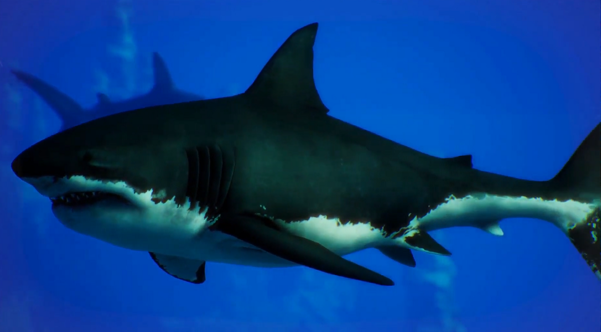 Great White | Maneater (Video Game) Wiki | Fandom