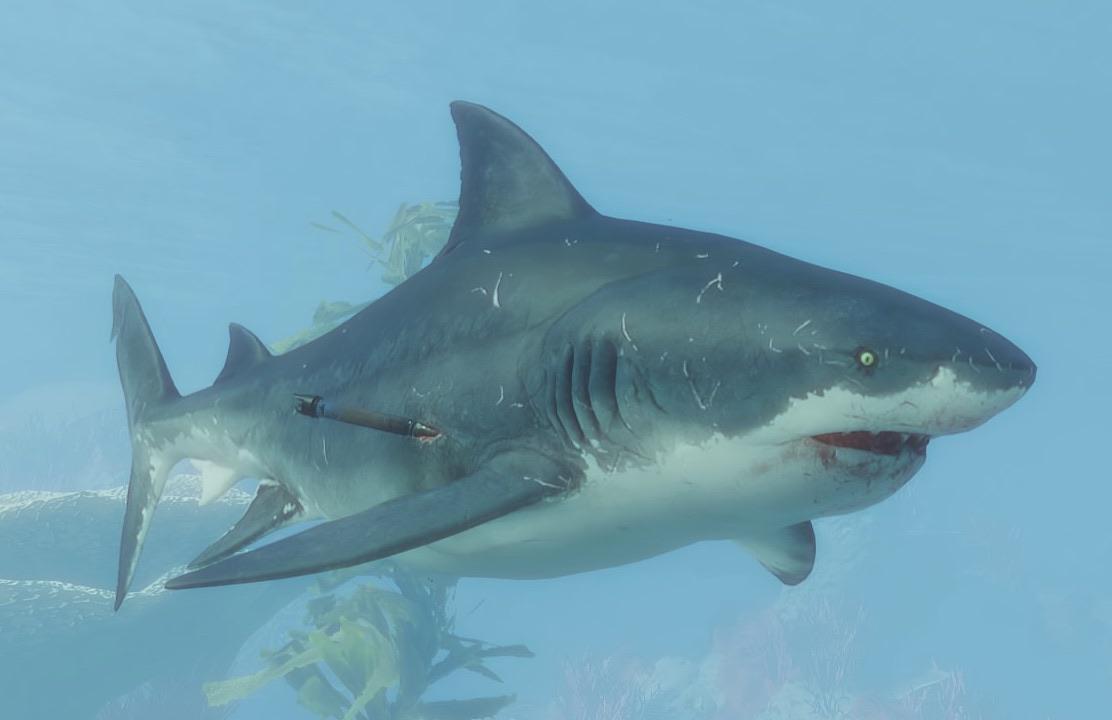 Bull Shark | Maneater (Video Game) Wiki | Fandom