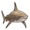 Bull shark