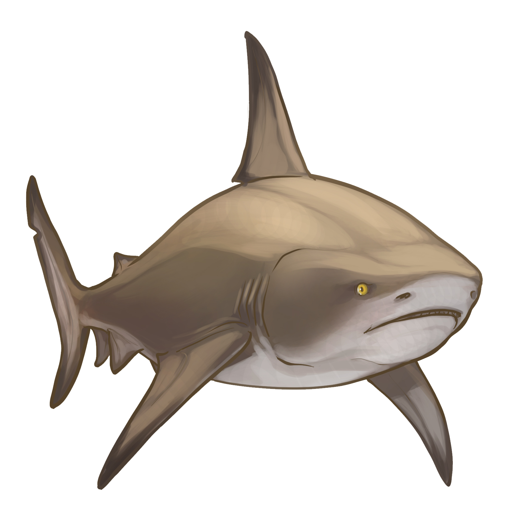 Bull Shark - Maneater Wiki