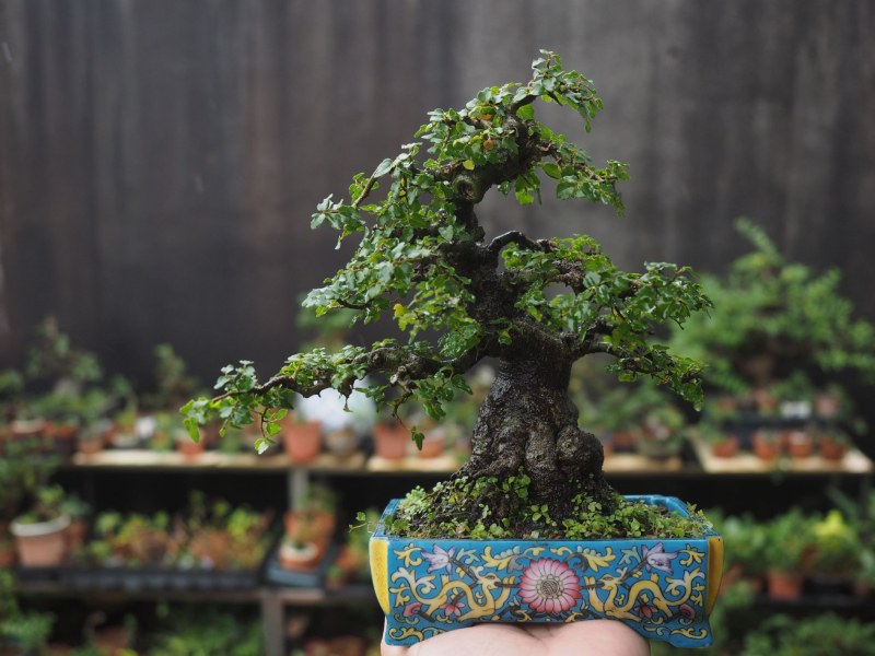 Bonsaï, l'arbre miniature zen venu du Japon