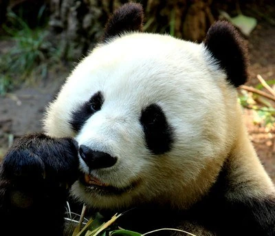 Panda Symbole De La Chine Wiki Manga Encyclopedie Fandom