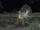 Carcer City Zoo