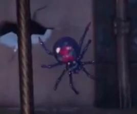 Spider LM3