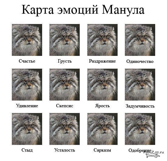 Проект манул 4 класс