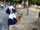 Haruko and her puffy faced Marine Kadette cronies at the zoo.