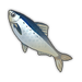 Sardine.png