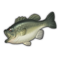 Largemouth Bass