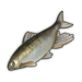 Pale Chub.png