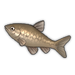 Topmouth Gudgeon.png
