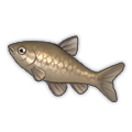 Topmouth Gudgeon