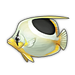 Saddle Butterflyfish.png
