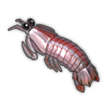 Striped Mantis Shrimp