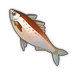 Fiery Sardine.png