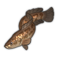 Northern Snakehead