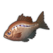 Red Bitterling.png