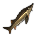 Sturgeon.png