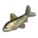 Cyprinid.png
