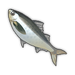 Horse Mackerel