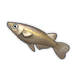 Ricefish.png