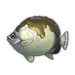 Smoky Butterflyfish.png