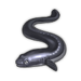 Eel.png
