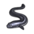 Eel