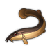 Muddy Loach.png
